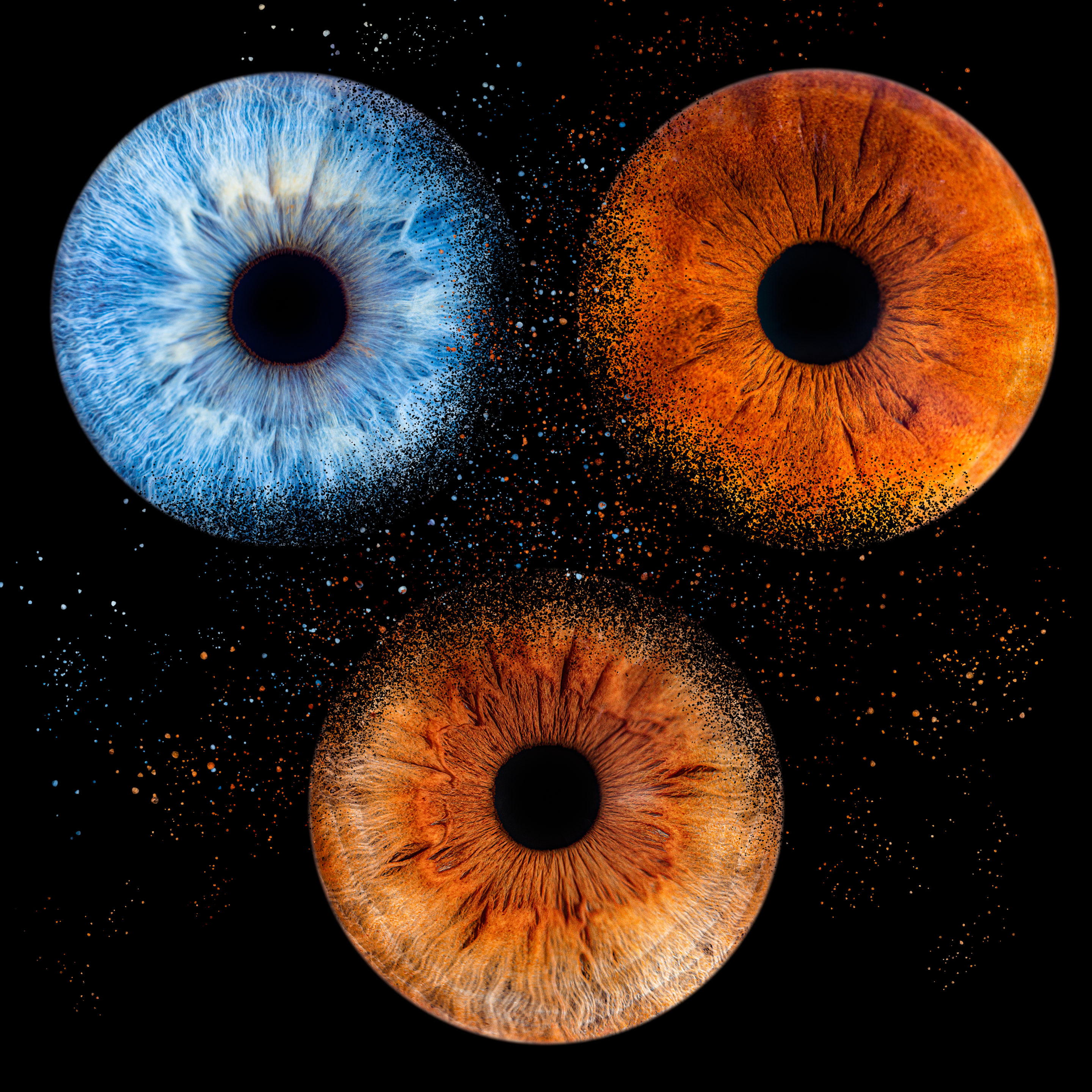 Romain Bebon 3 iris d'une même famille de couleur bleus marrons en format carré