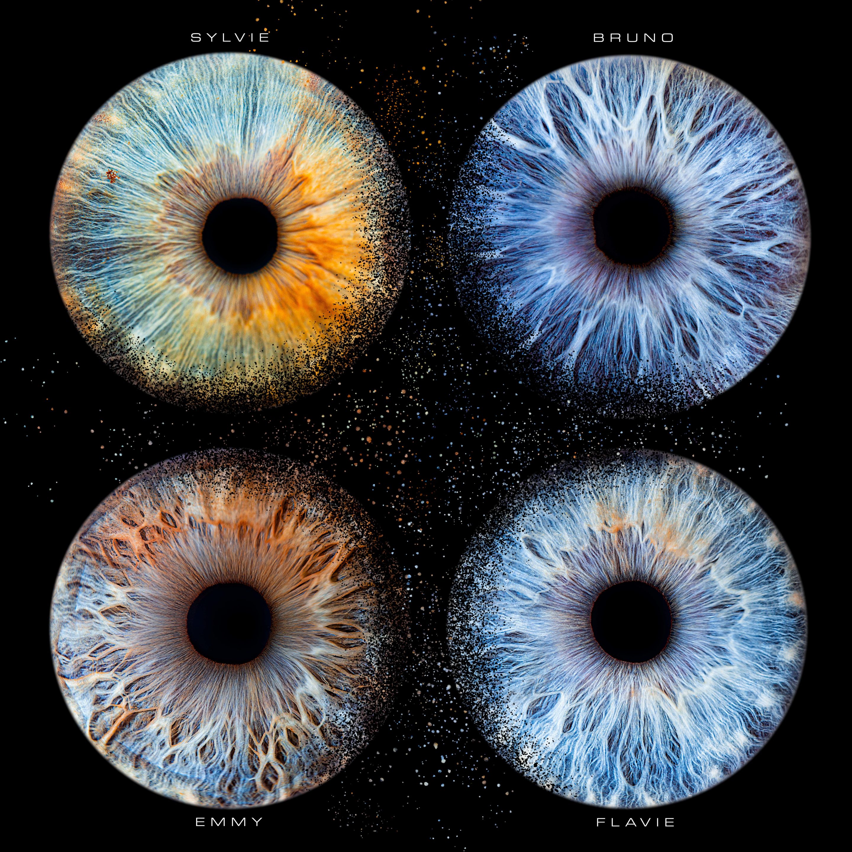 Famd 4 iris d'une même famille de couleur bleus marrons en format carré
