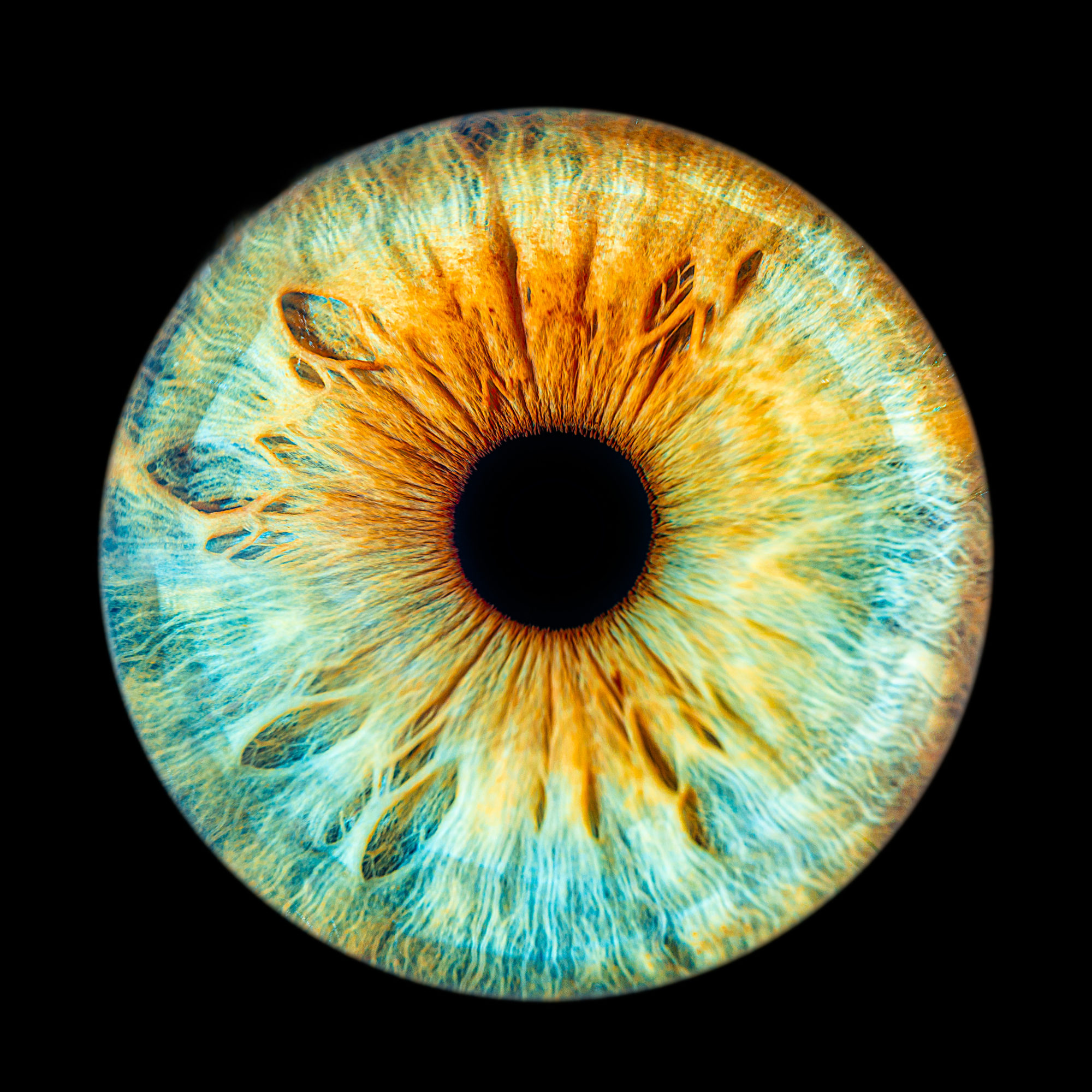 iris en macro pupille de couleur, yeux humains rapprocher chez romain Bebon photographe 