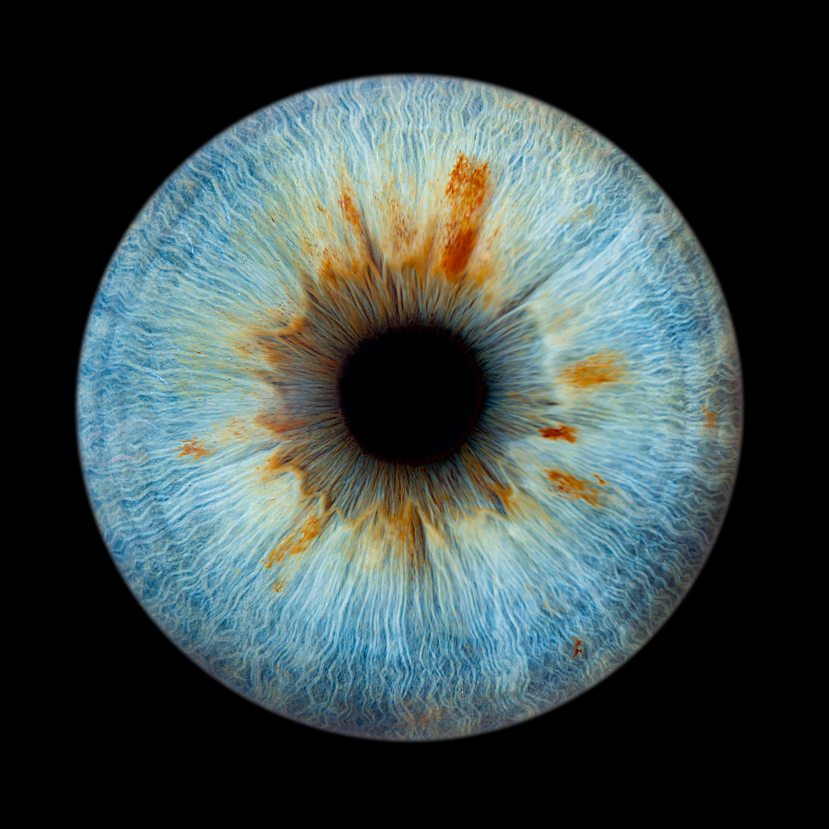 iris en macro pupille de couleur, yeux humains rapprocher chez romain Bebon photographe