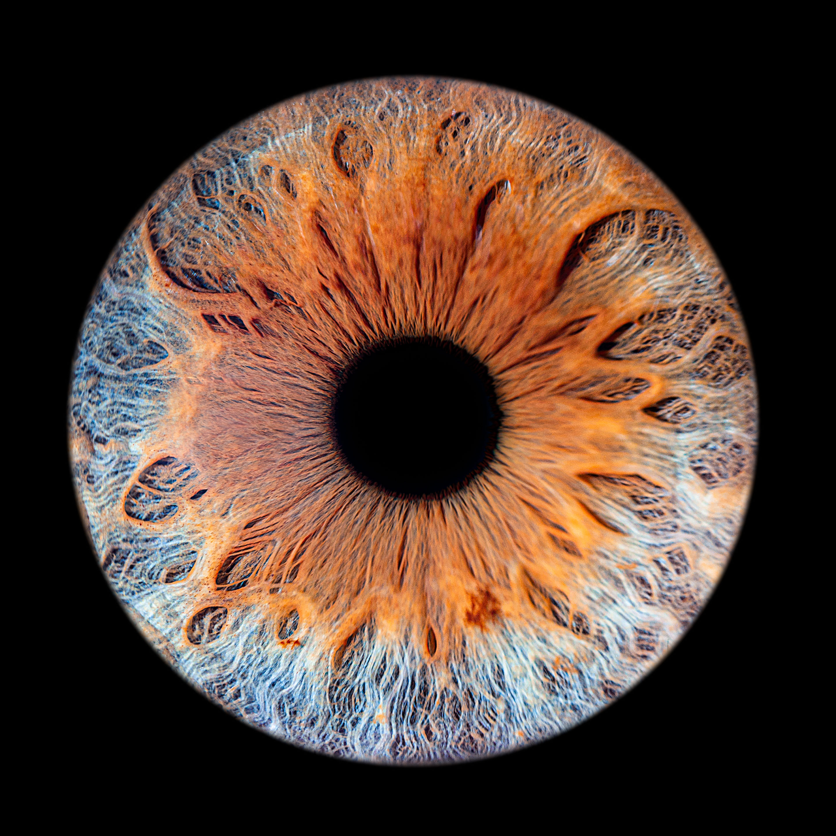 iris en macro pupille de couleur, yeux humains rapprocher chez romain Bebon photographe