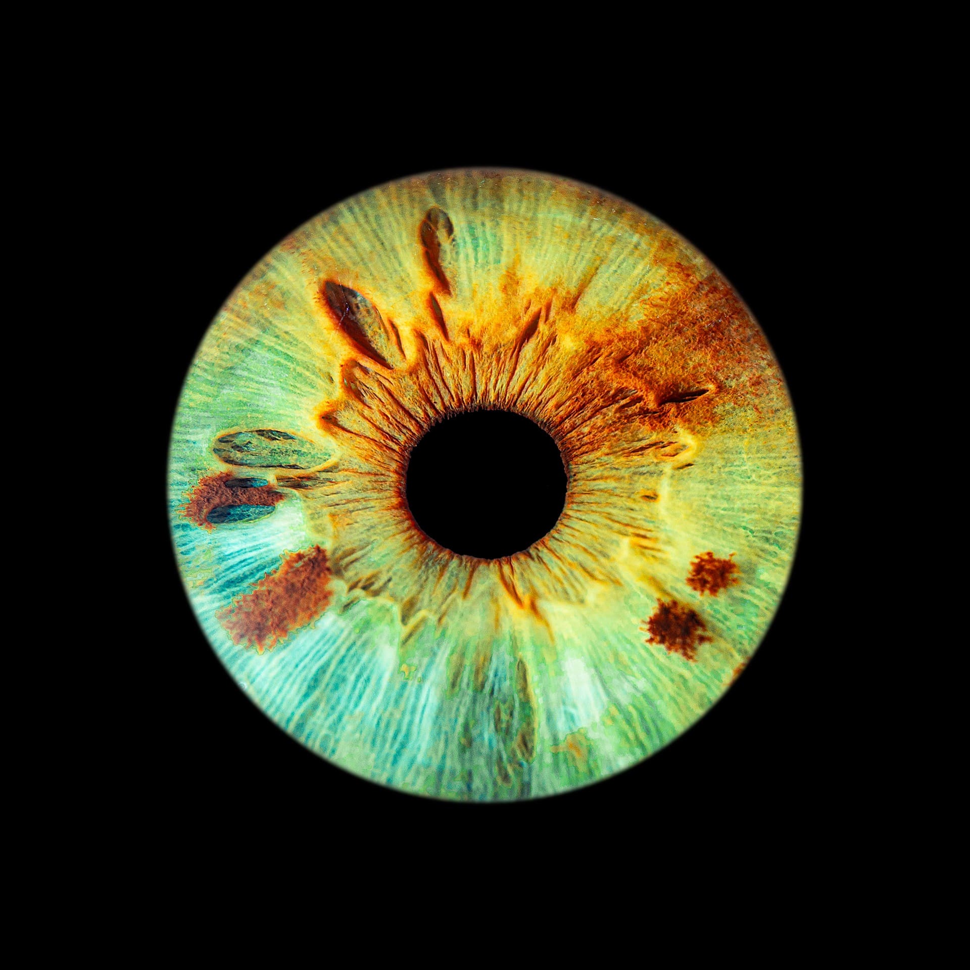 Photographie d’un iris vert, turquoise et doré sur fond noir